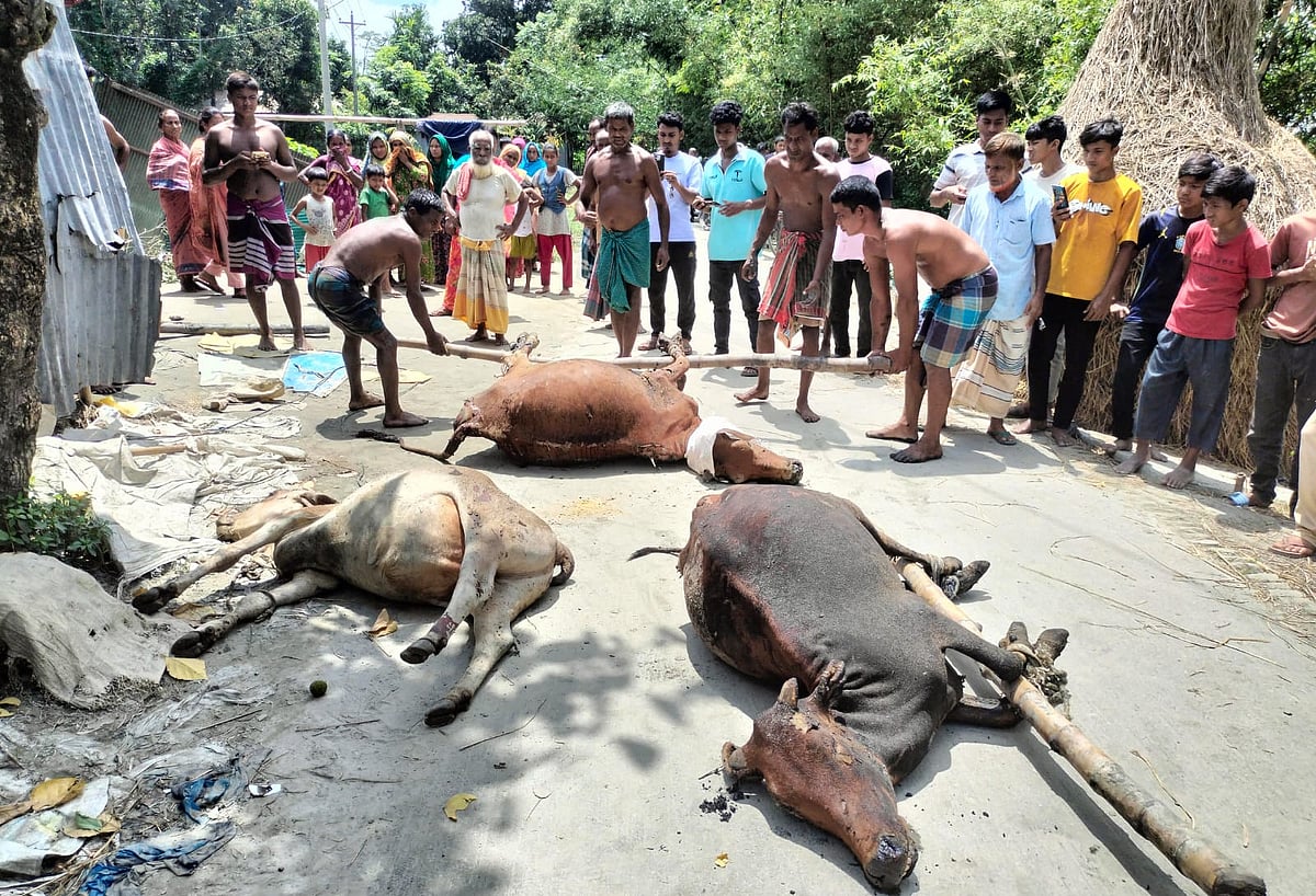 আগুনে পুড়ল চার গরু, ভেঙে গেল বিবিদাসের স্বপ্ন