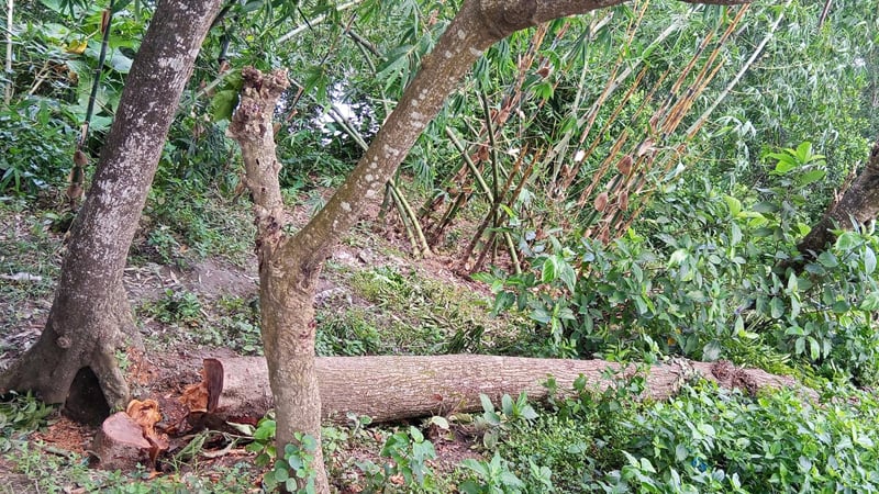 অবৈধভাবে গাছ নিধনে ট্রান্সফরমার বিস্ফোরণ, বিদ্যুৎহীন পুরো গ্রাম