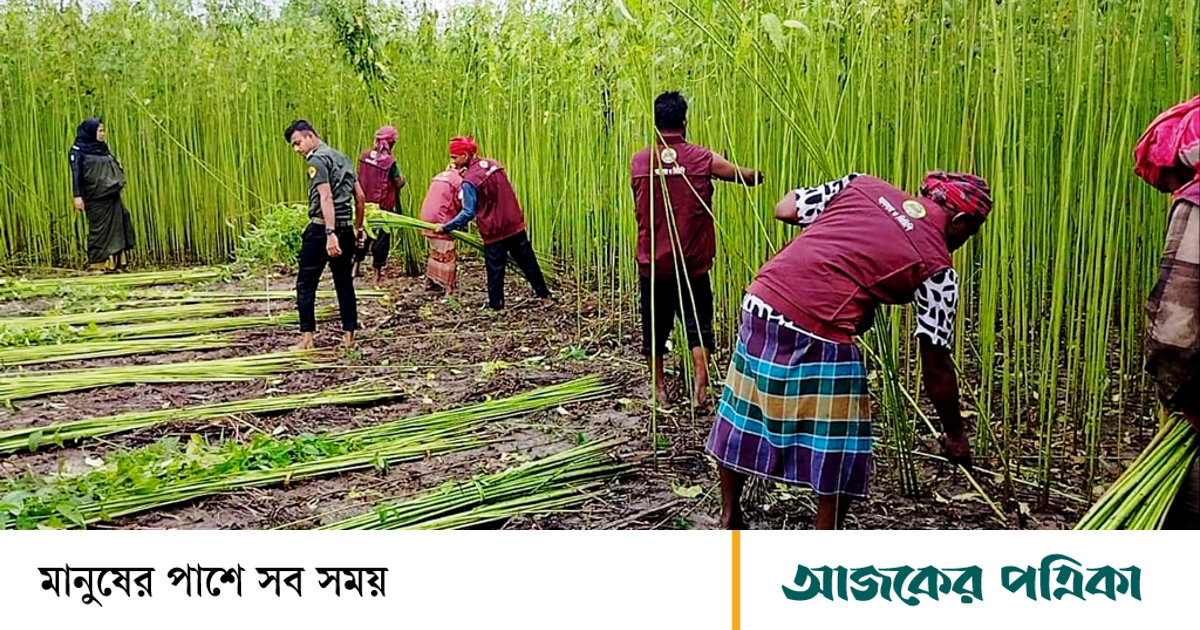 অর্থাভাবে জমিতেই নষ্ট হচ্ছিল পাট, দরিদ্র কৃষকের পাশে আনসার-ভিডিপি