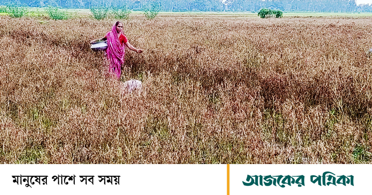 অতিবৃষ্টিতে নষ্ট খেত, দাম বেড়েছে কাঁচা মরিচের
