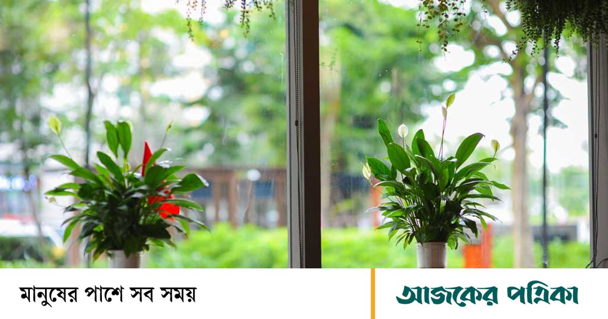 অতিরিক্ত বৃষ্টি ও আর্দ্রতায় ইনডোর প্ল্যান্ট বাঁচাবেন যেভাবে