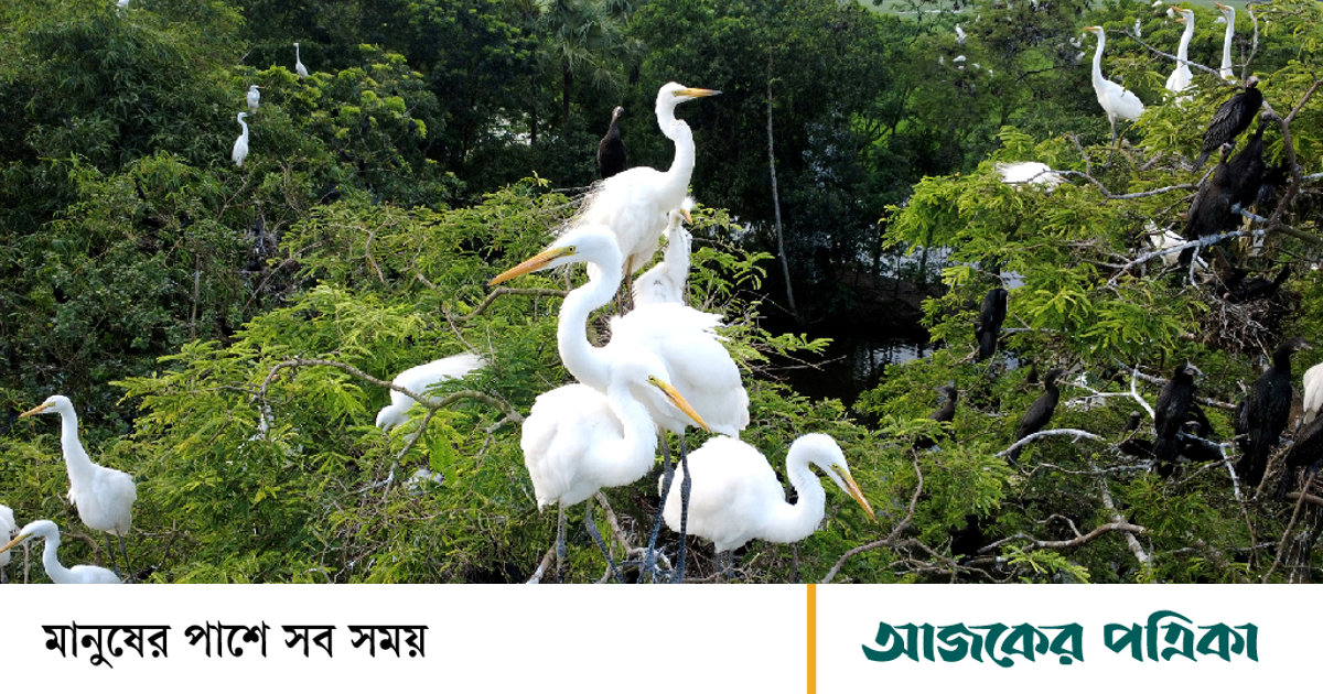 অতিথি পাখিতে বদলে গেছে কিশোরনগর গ্রামের নিস্তরঙ্গ রূপ