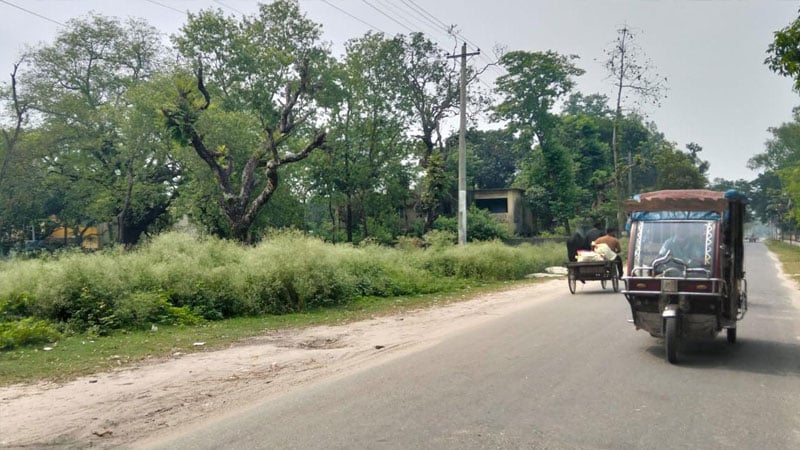 বিষাক্ত পার্থেনিয়াম ছড়িয়ে পড়ছে স্কুল-কলেজ পথঘাটে