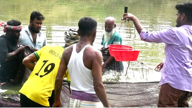 ধানের লোকসান ভুলিয়েছে পাবদা রেণুপোনা