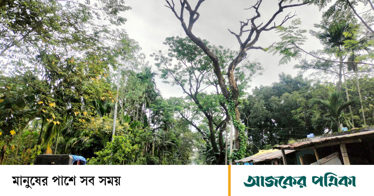গঙ্গাচড়া-রংপুর সড়কের গাছ যেন মৃত্যুফাঁদ