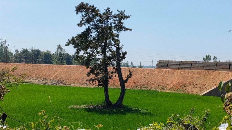 ইজারা বাতিল হলেই ‘চকরিয়া সুন্দরবন’ ফিরবে