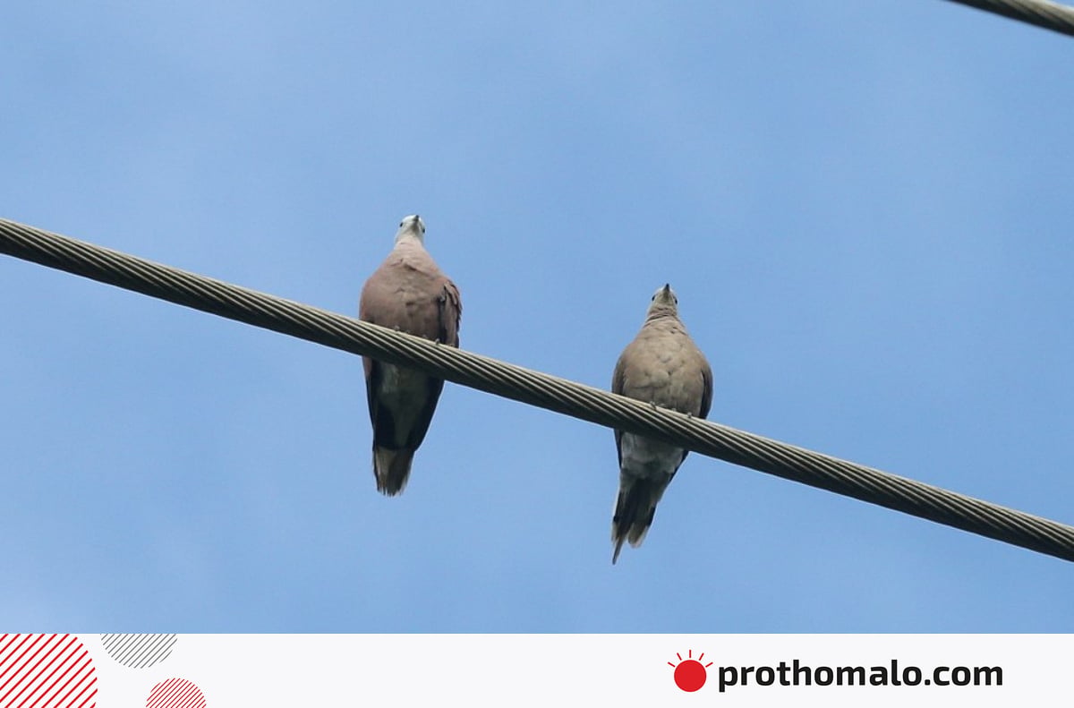 জোড়া পাখির রাঙামাটি
