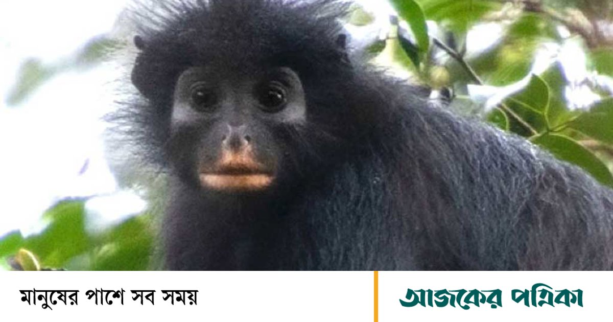 কঙ্গোর জঙ্গলে কমলা ঠোঁটের নতুন বানর প্রজাতির সন্ধান