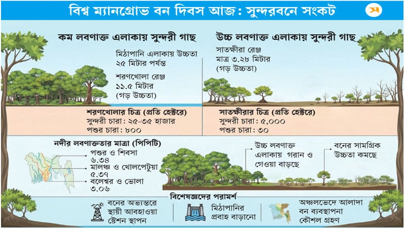 লবণাক্ততায় গাছের উচ্চতা ঘনত্ব, চারা উৎপাদন কমছে