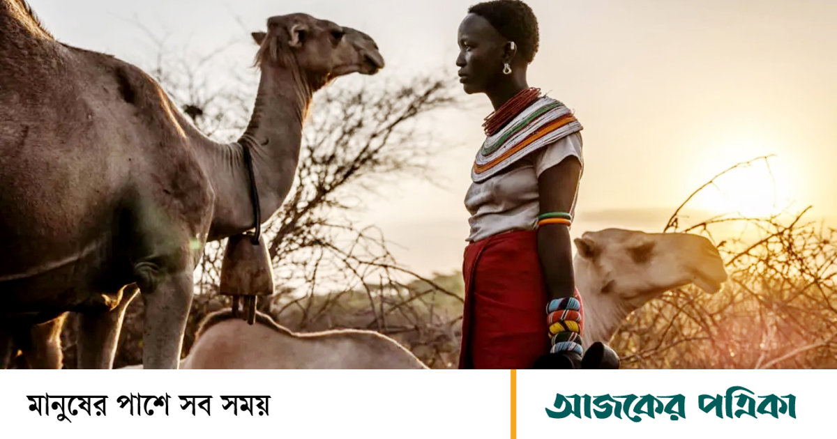মরুভূমির জাহাজও আর পারছে না—তীব্র গরমে মরছে আফ্রিকার উট