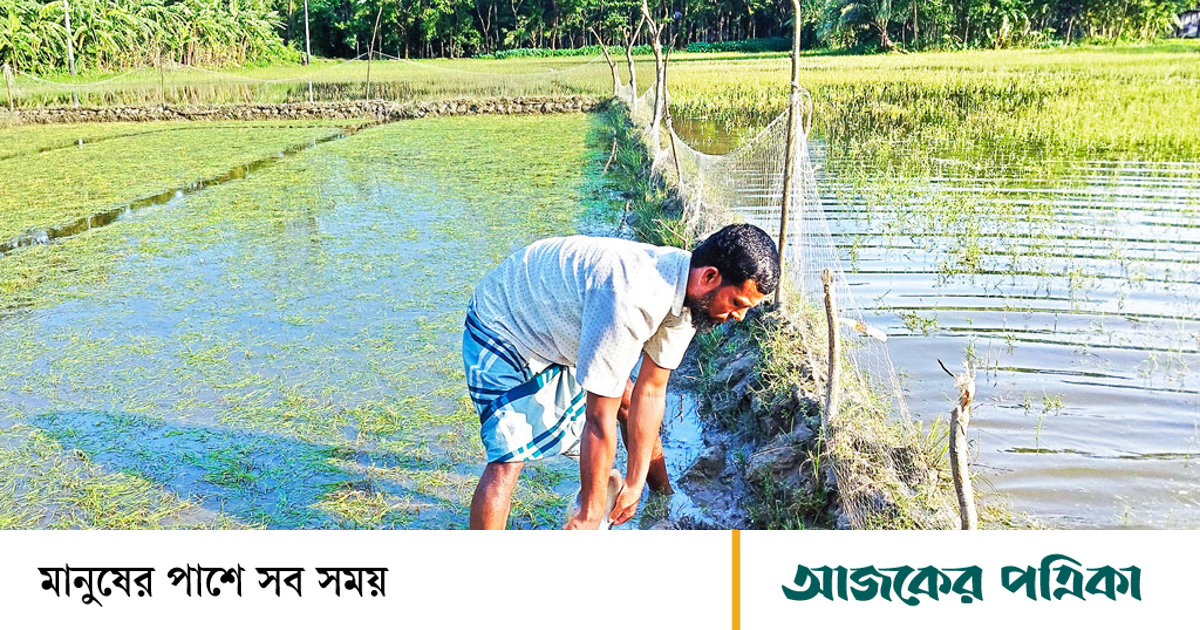 নোয়াখালীর হাতিয়া: বৃষ্টি-জোয়ারে ২৫ হাজার
হেক্টরের ফসলের ক্ষতি