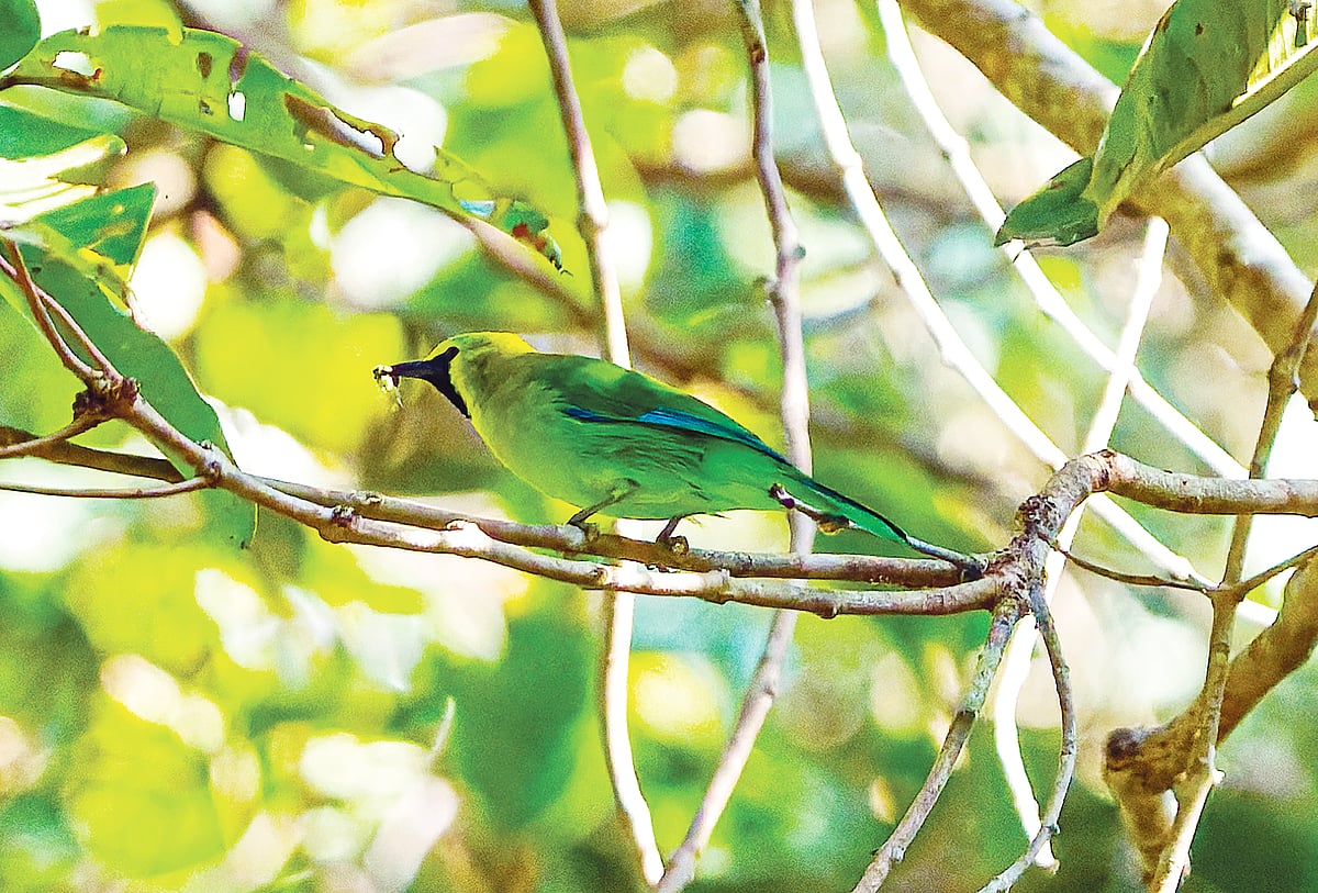 নীলডানা হরবোলার খোঁজে আদমপুরে