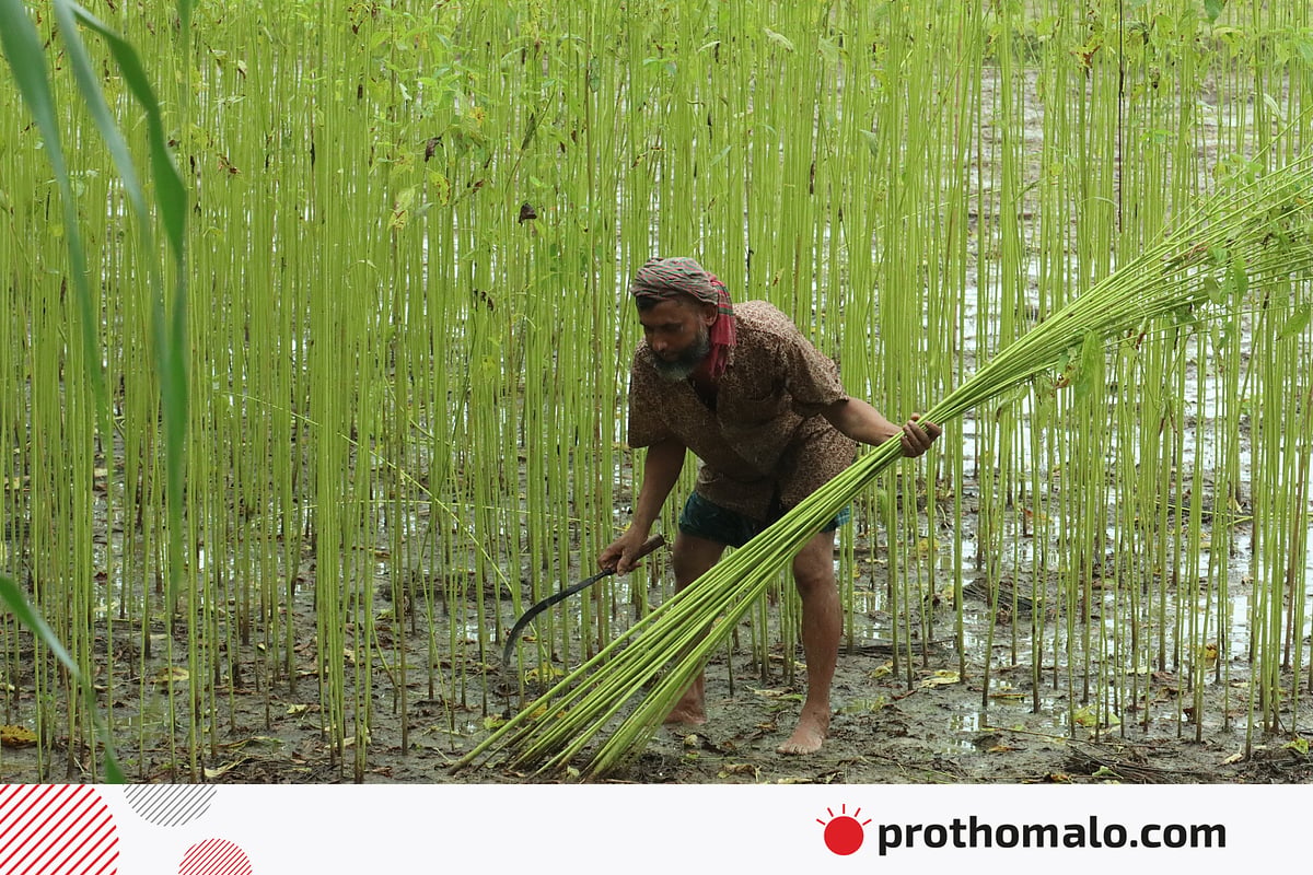 পাটের মৌসুমে ব্যস্ততা