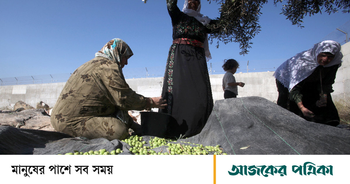 ফিলিস্তিনের বিশ্বখ্যাত জলপাই তেল গেল কোথায়