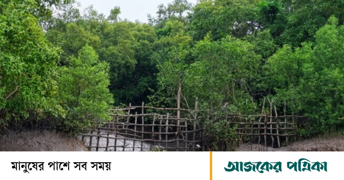 যে কারণে সুন্দরবনে ১০ খালের প্রবেশপথ বন্ধ করল বন বিভাগ